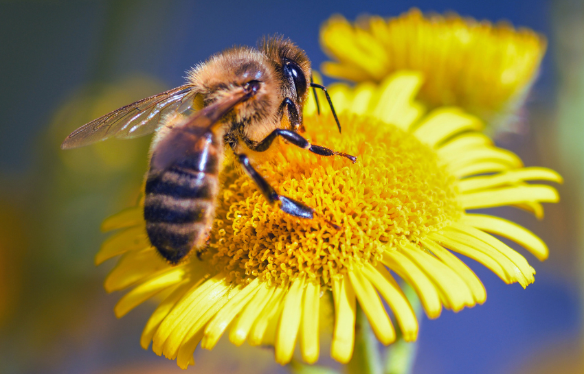 Abeille butine